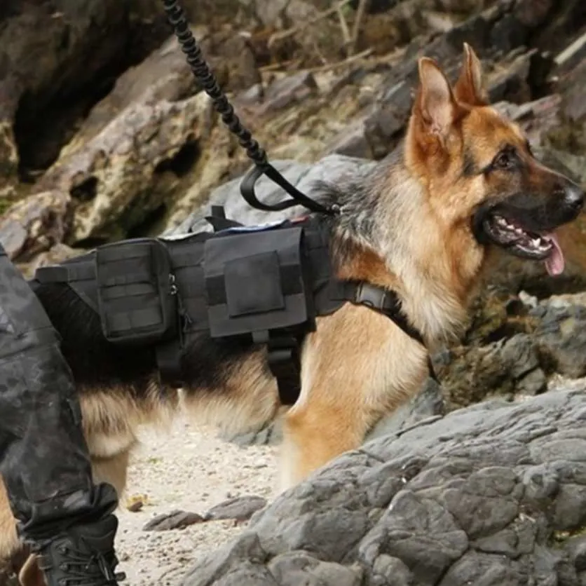Unleash Ultimate Durability: 1000D Military Dog Harness for Elite Performance!